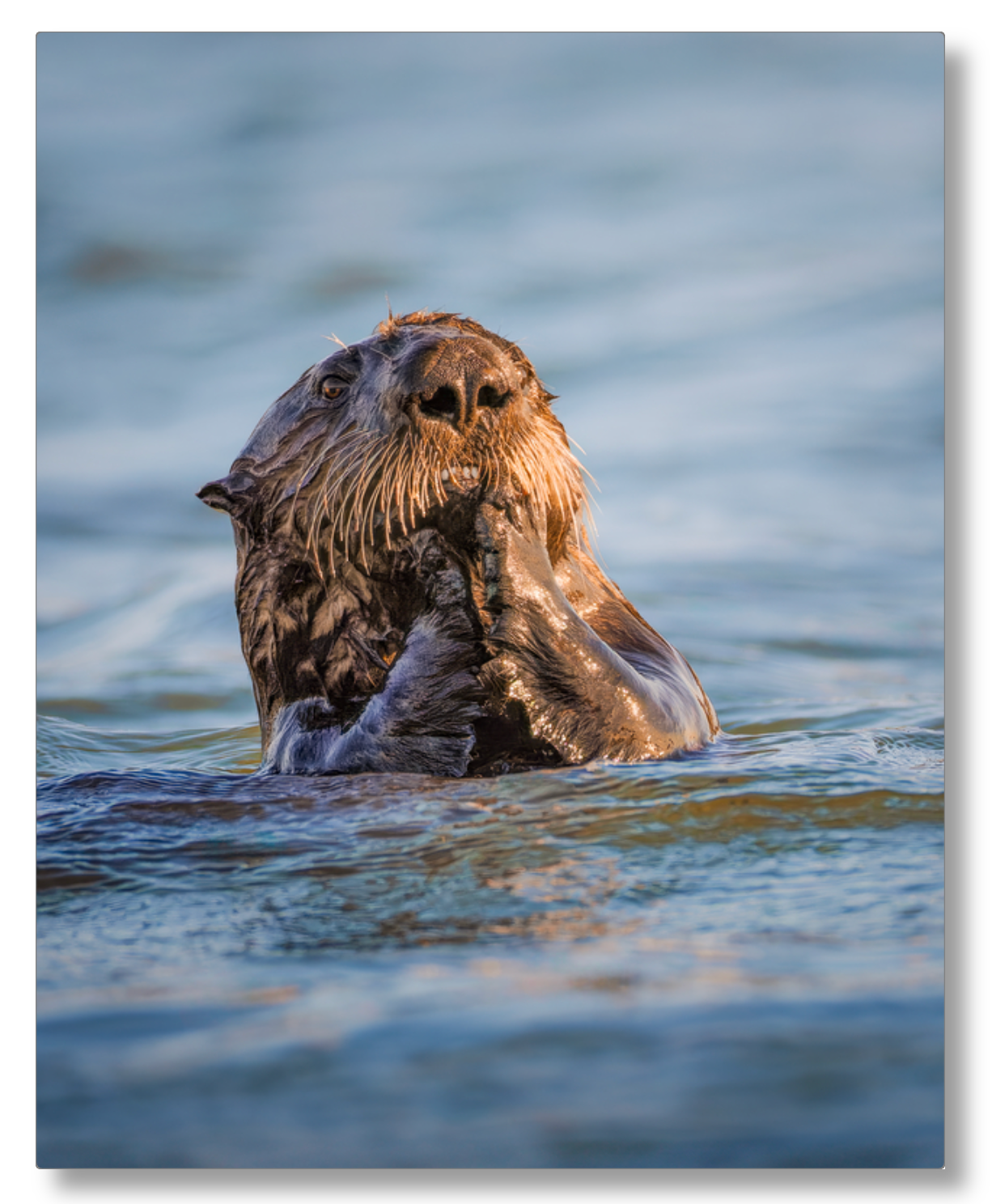 "Elkhorn Slough Sea Otter"