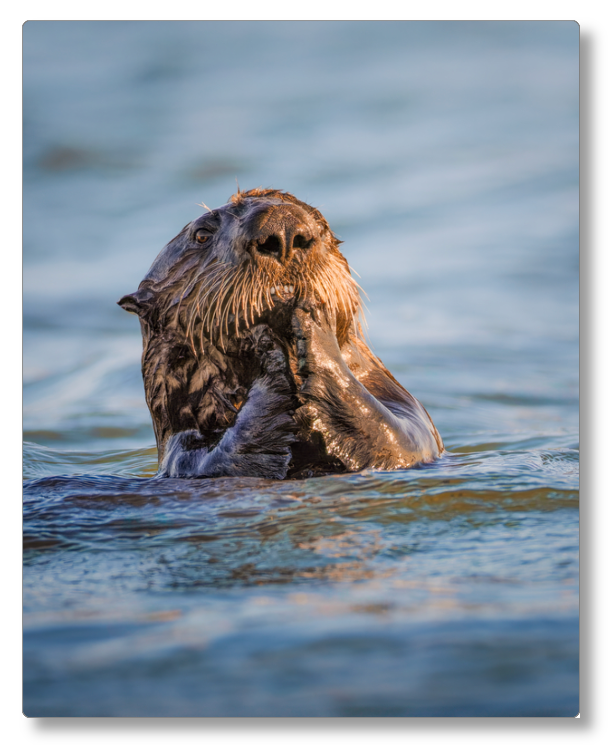 "Elkhorn Slough Sea Otter"