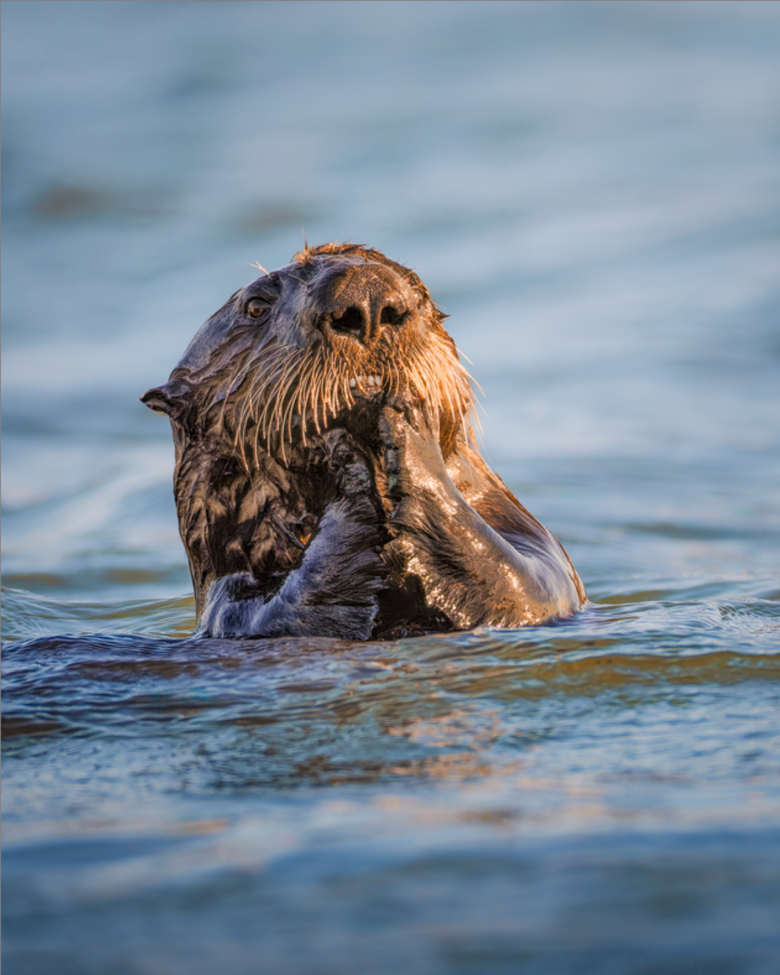 "Elkhorn Slough Sea Otter"