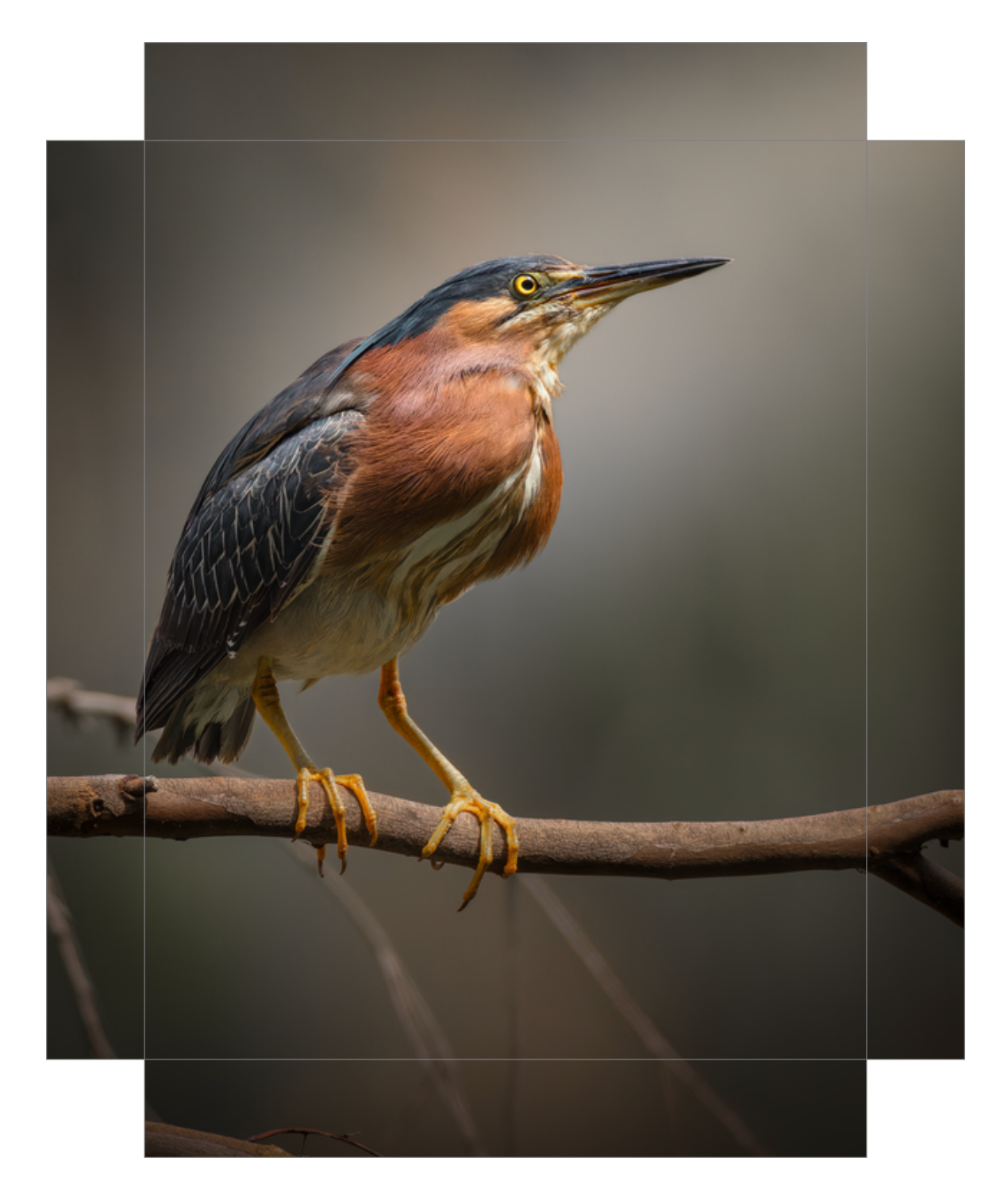 'Green Heron Glamour Shot'