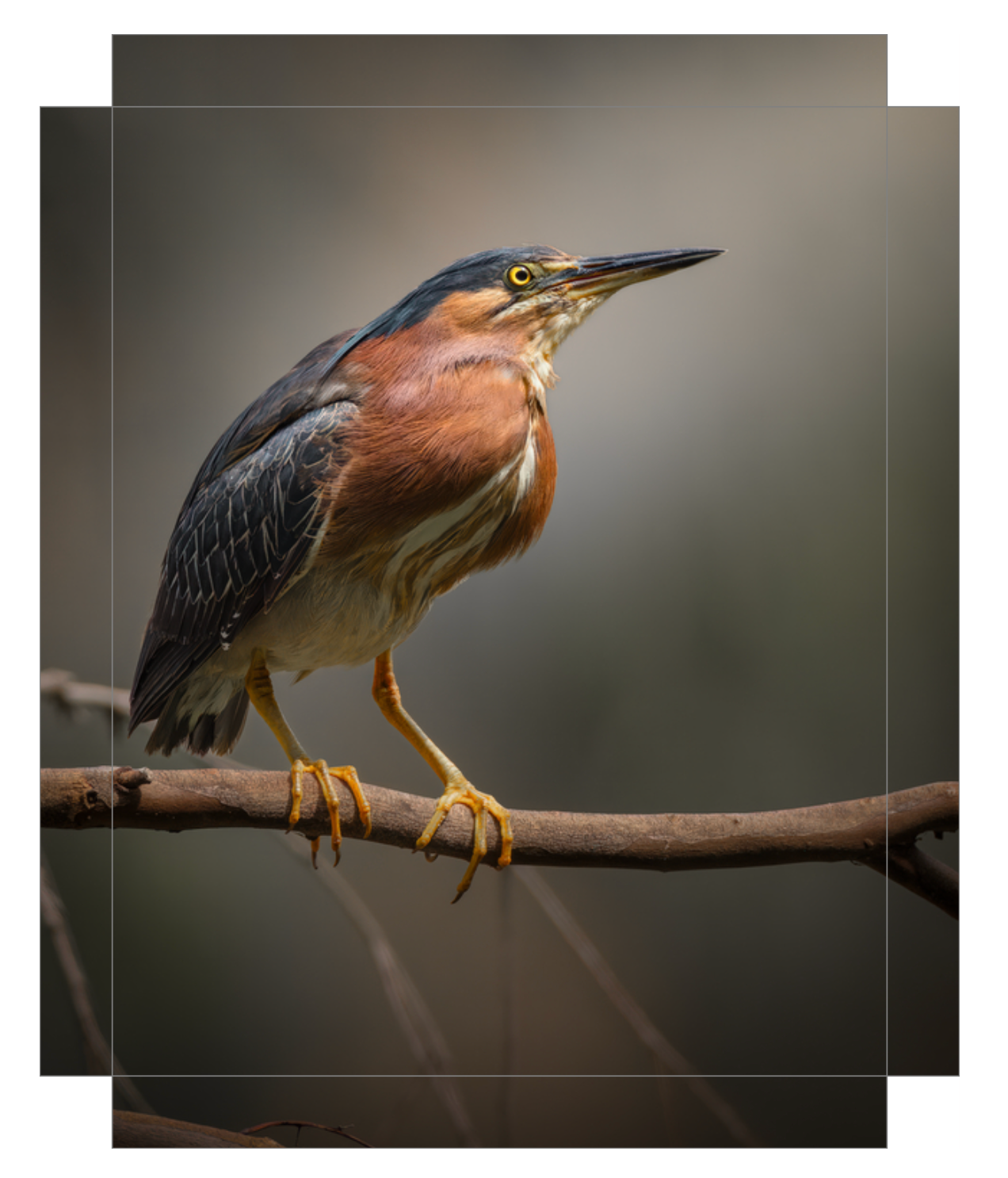 'Green Heron Glamour Shot'