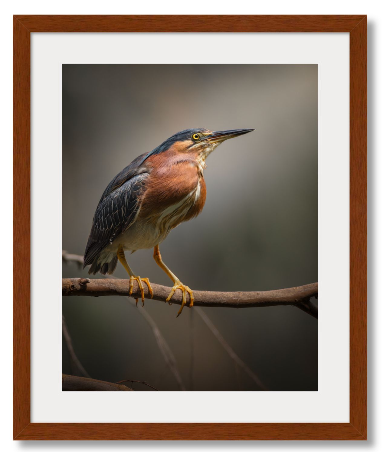 "Green Heron Glamour Shot"