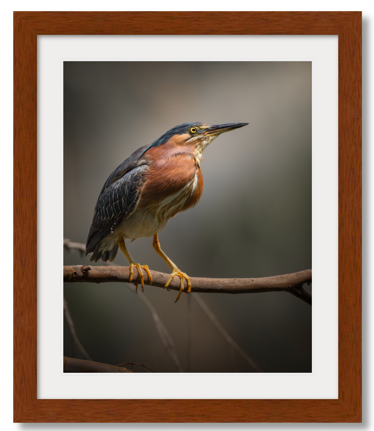 'Green Heron Glamour Shot'