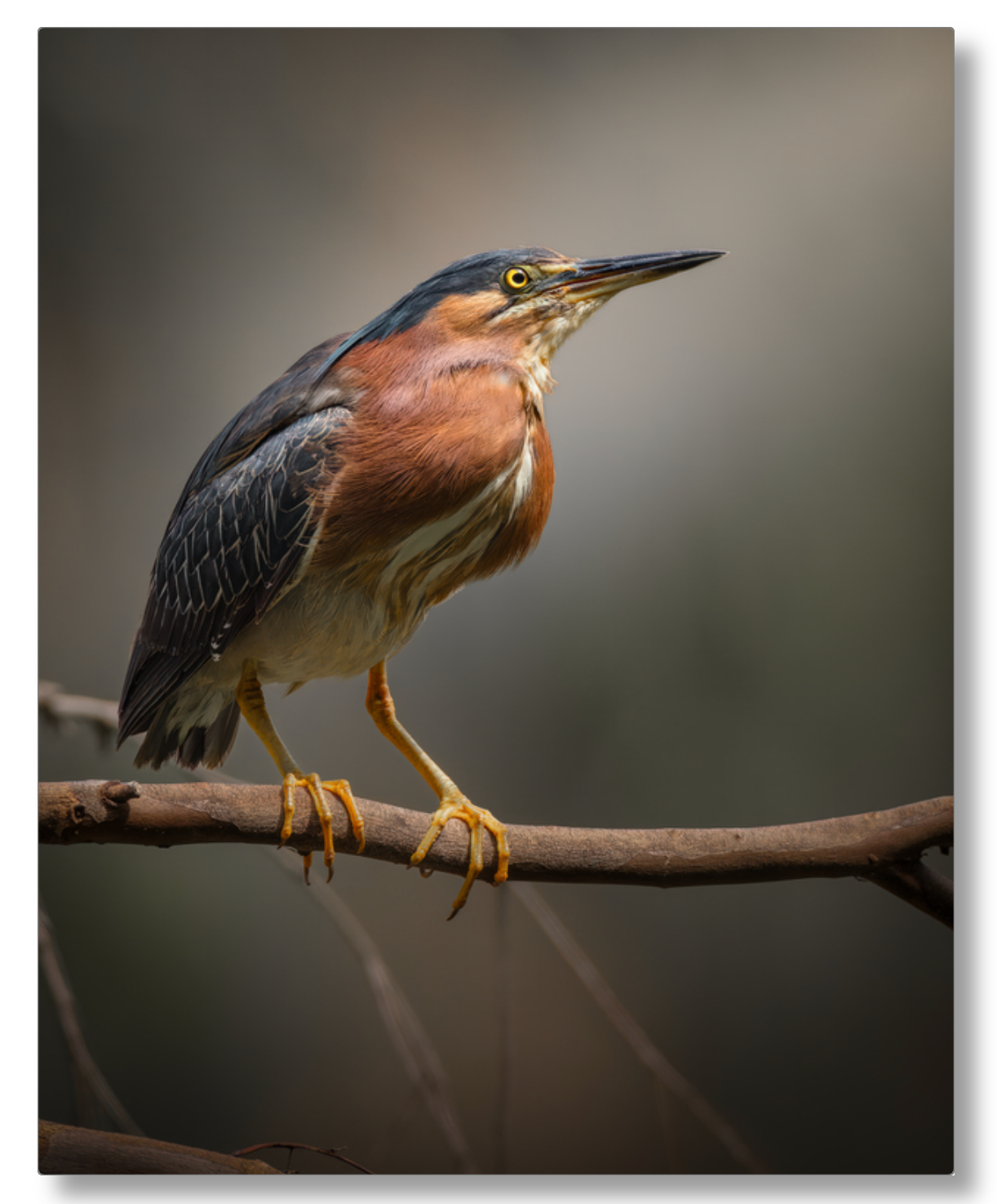 'Green Heron Glamour Shot'