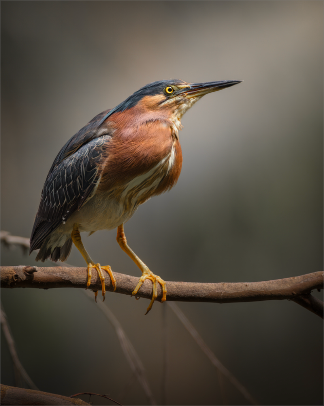 "Green Heron Glamour Shot"