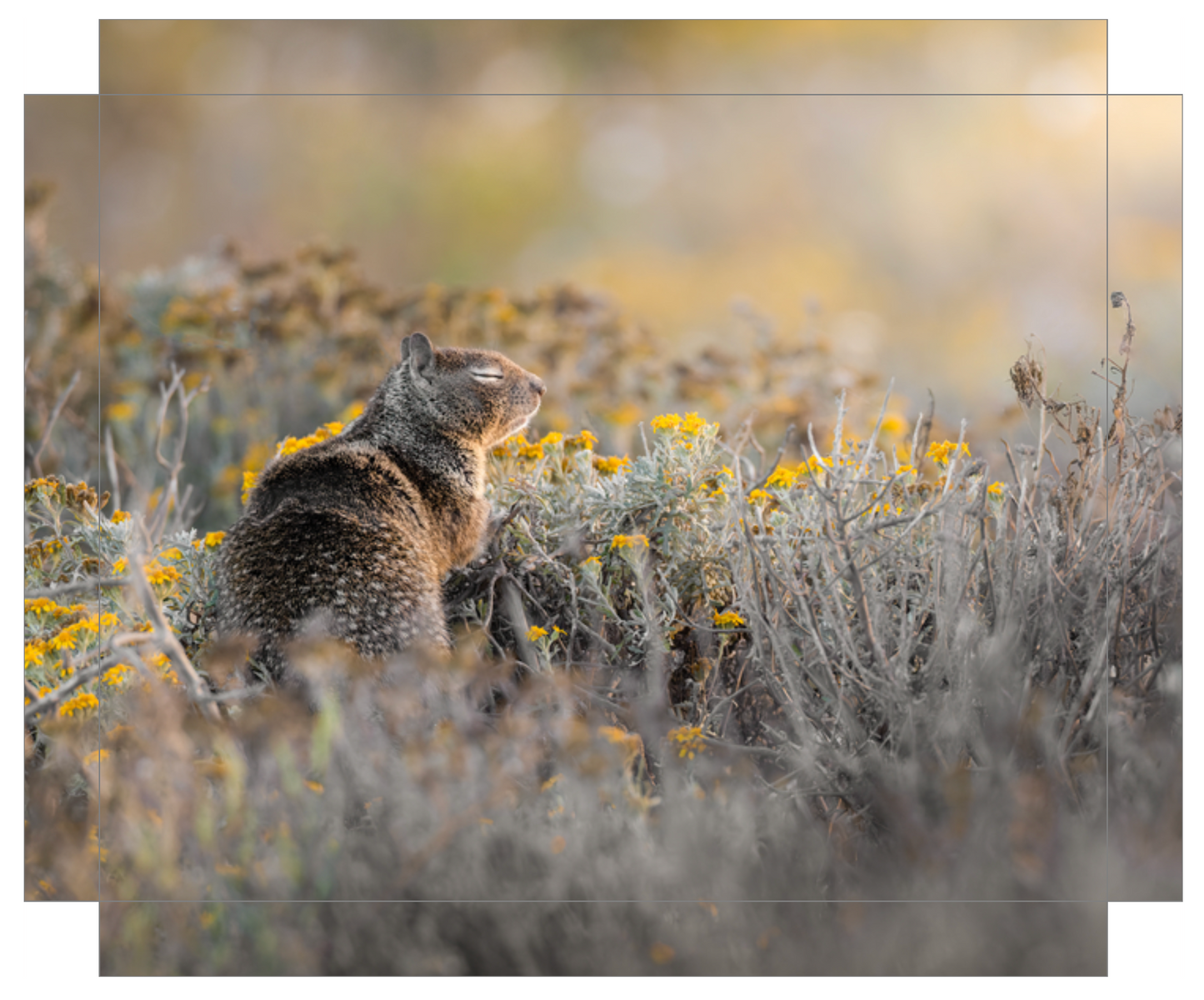 "Ground Squirrel"