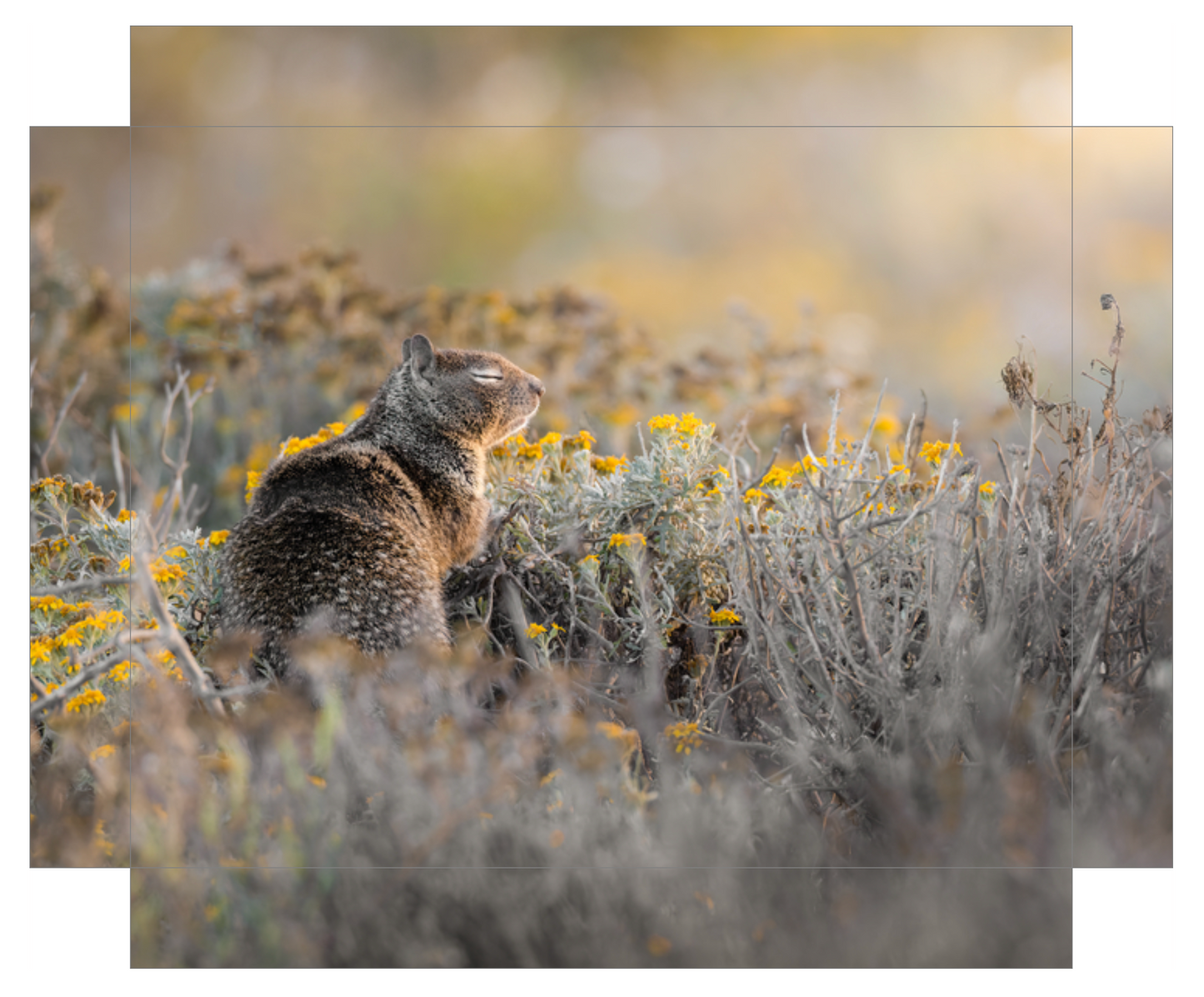 "Ground Squirrel"