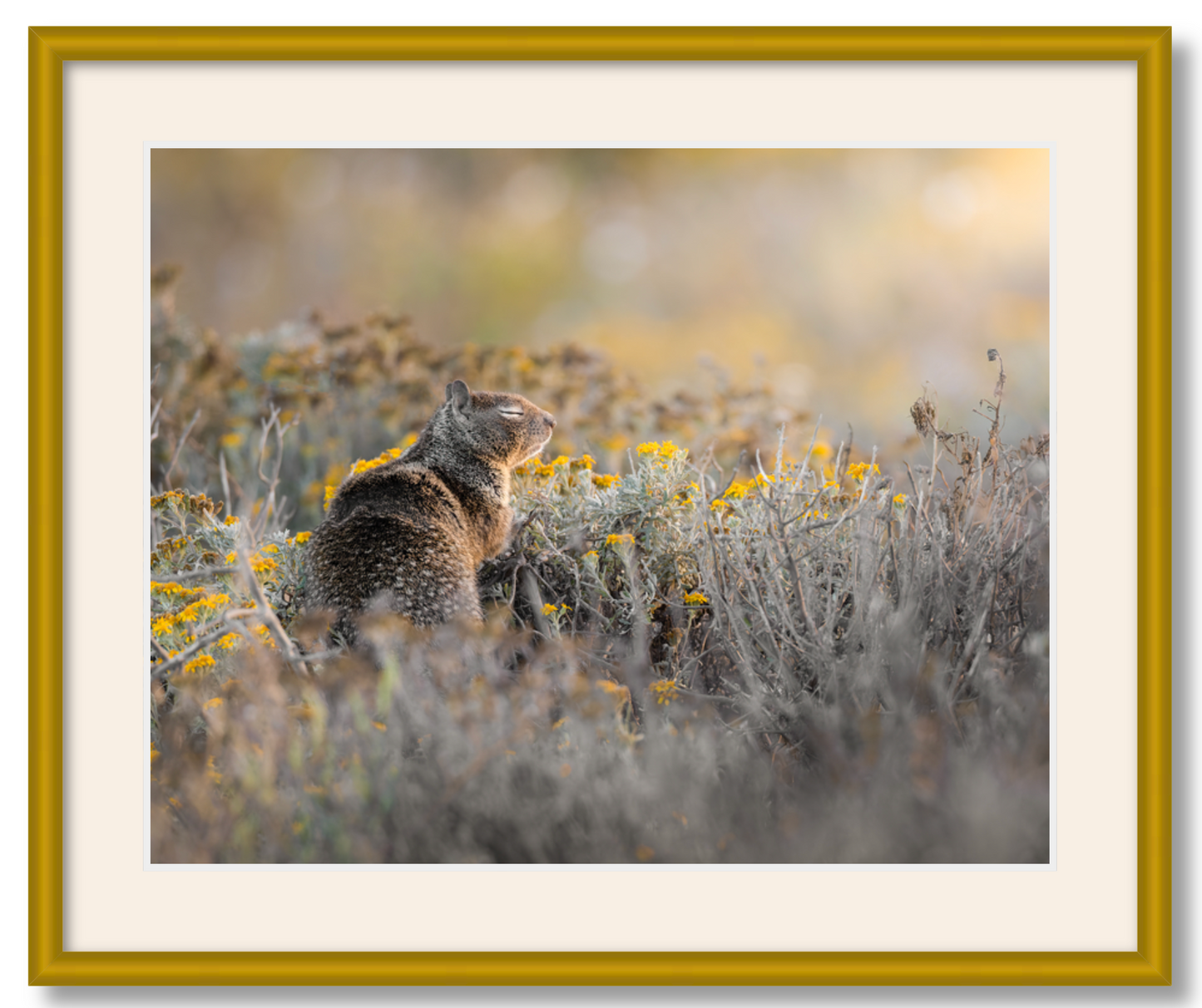 "Ground Squirrel"