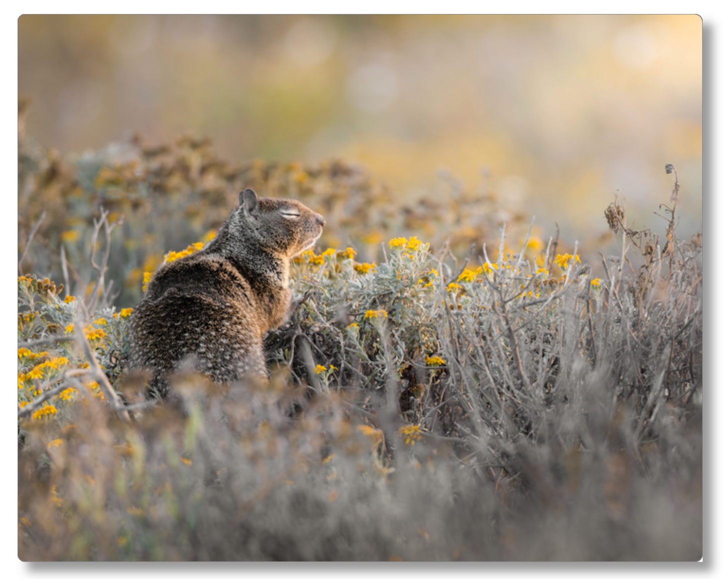 "Ground Squirrel"