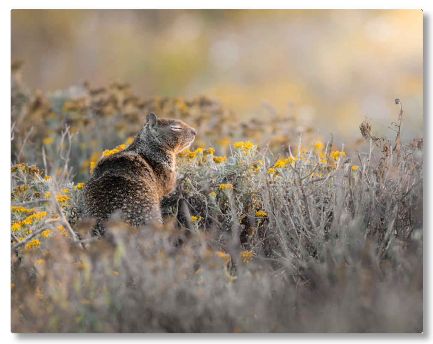 "Ground Squirrel"