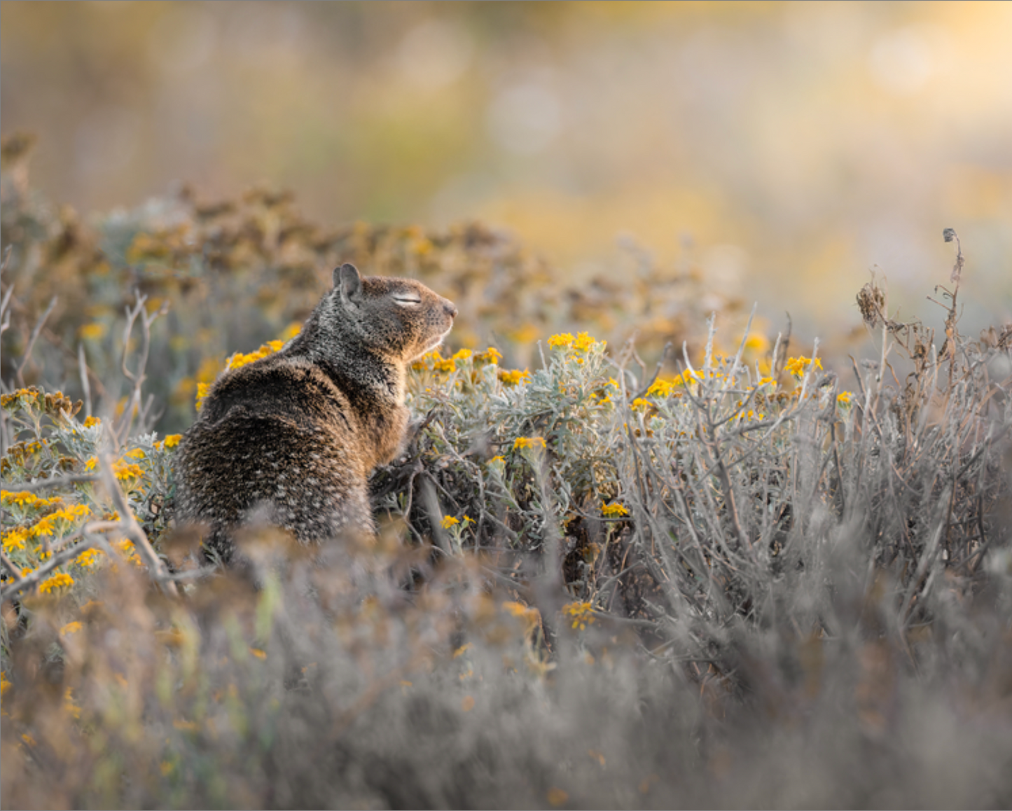 "Ground Squirrel"