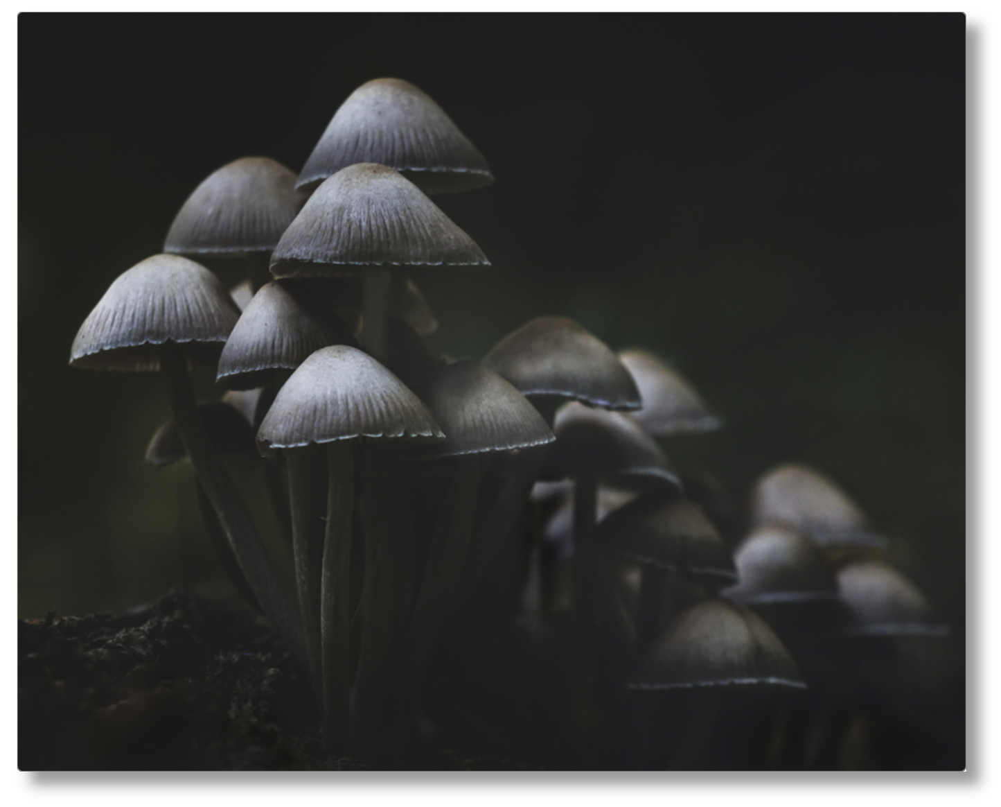 Mushroom Love