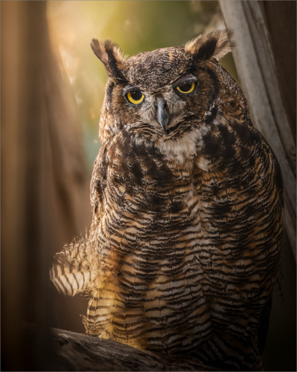 "Owl in the Eucalyptus"