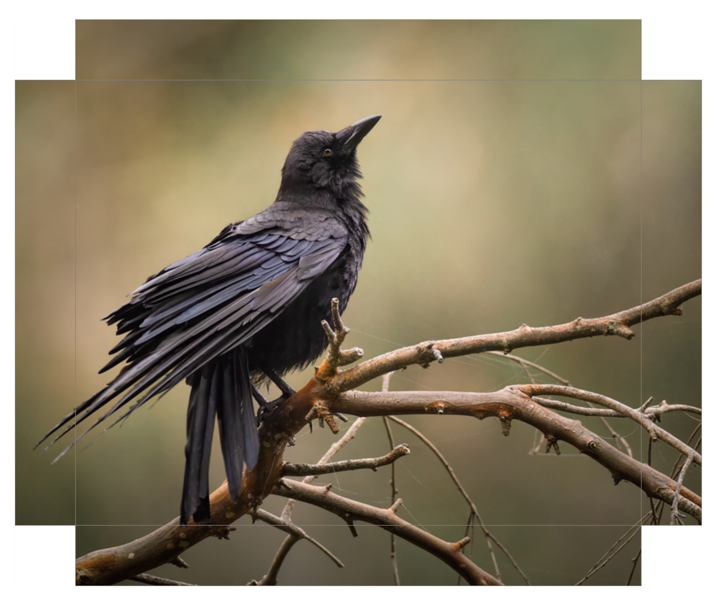 "Perched Crow"