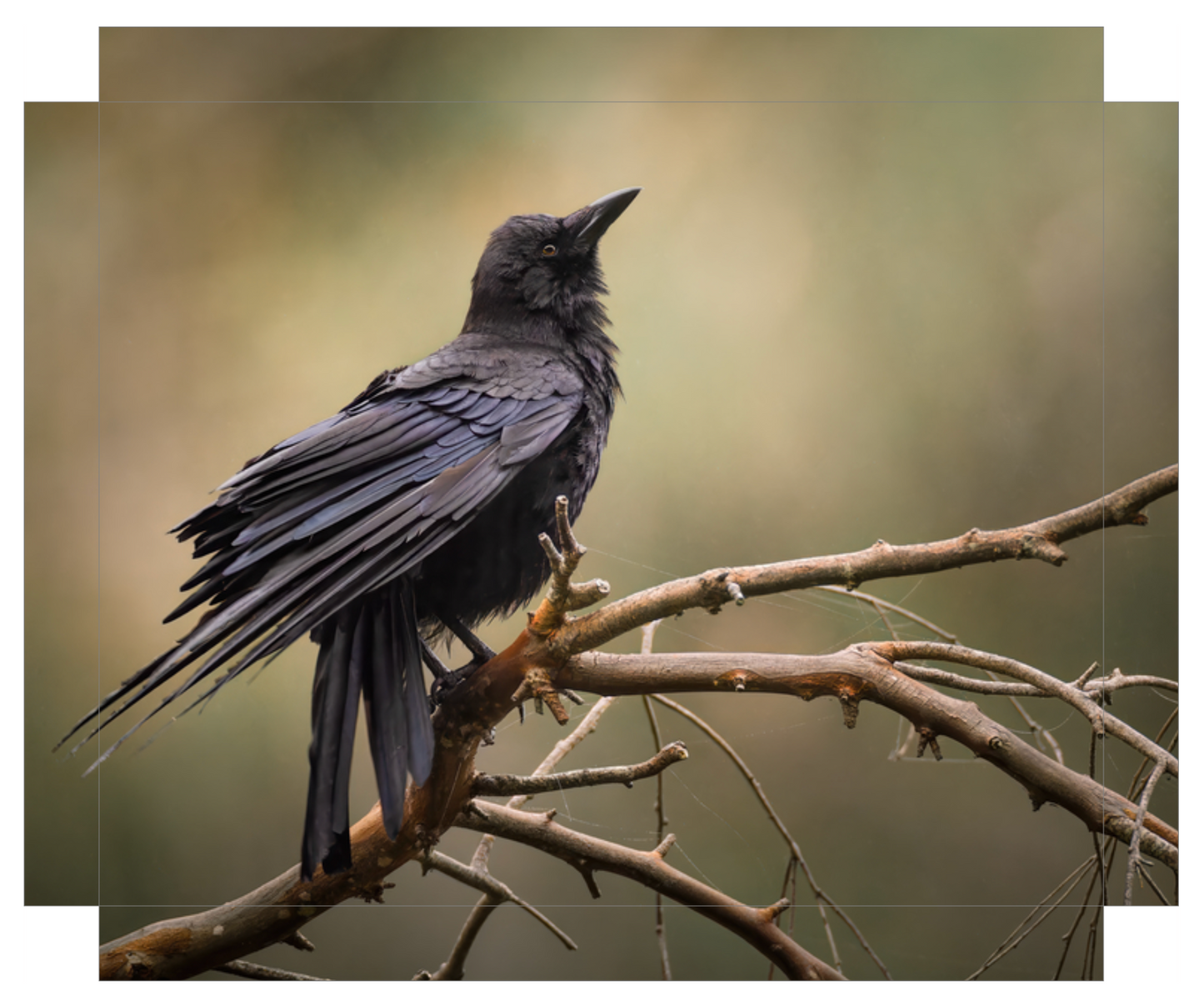 "Perched Crow"