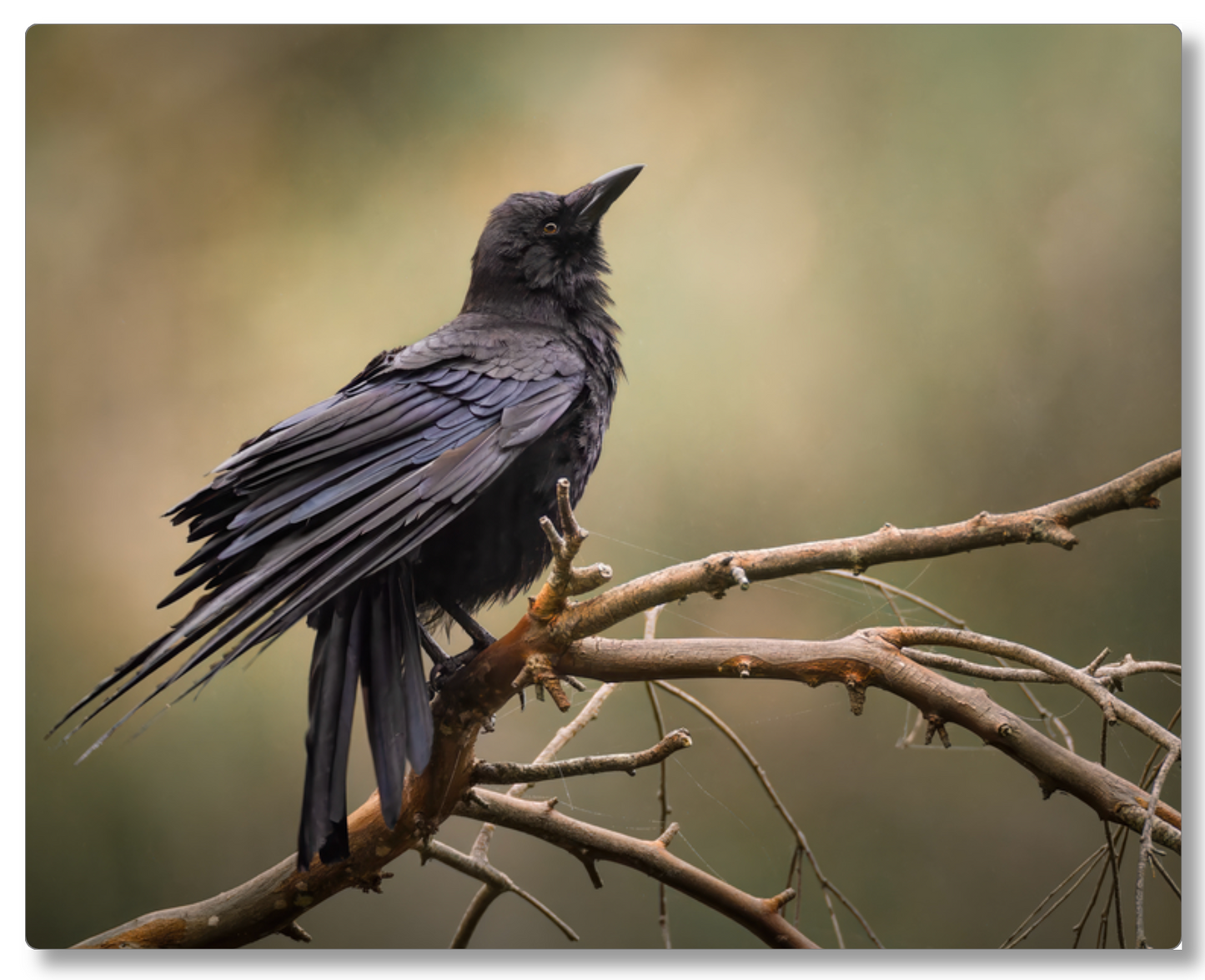 "Perched Crow"