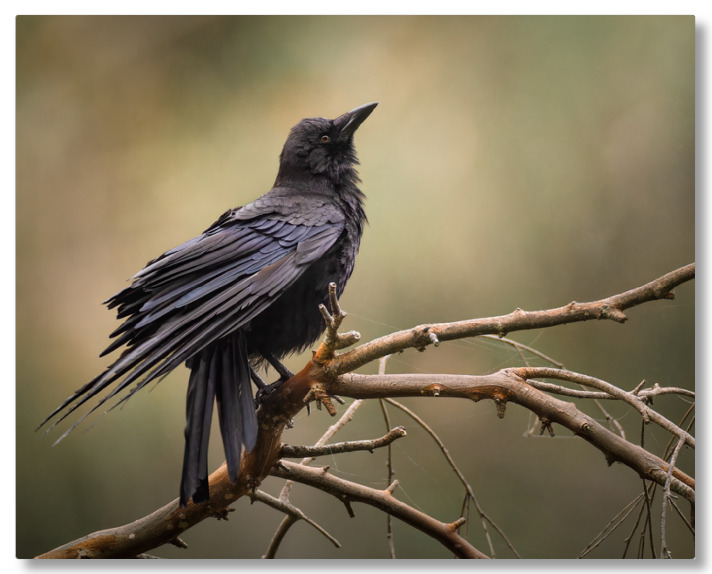 "Perched Crow"