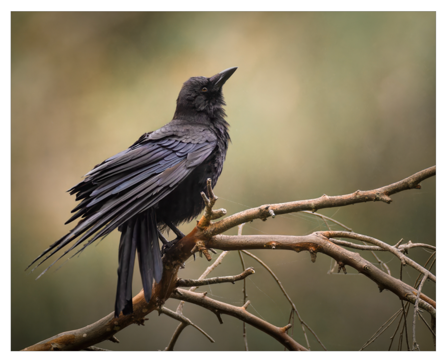 "Perched Crow"