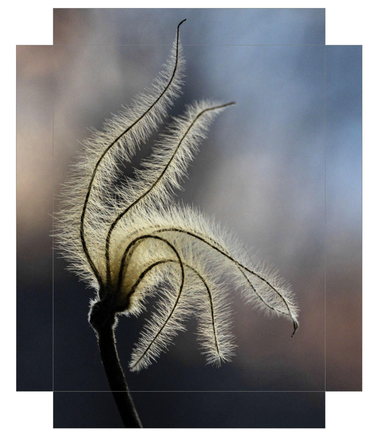 Sunset Clematis