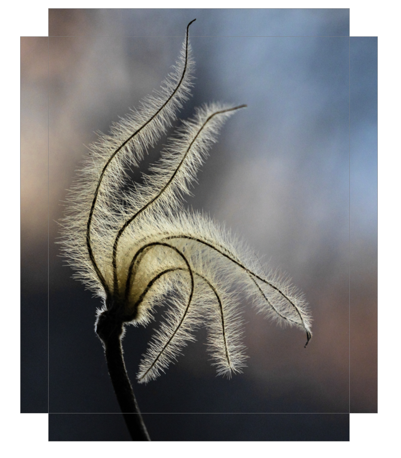 Sunset Clematis