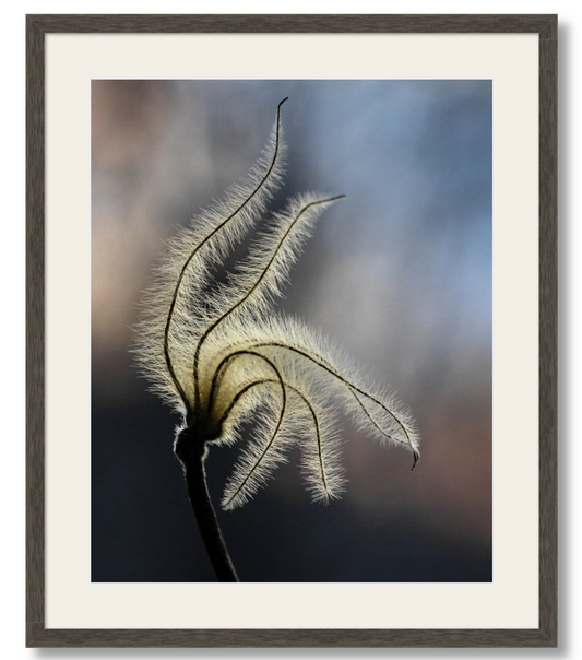 Sunset Clematis