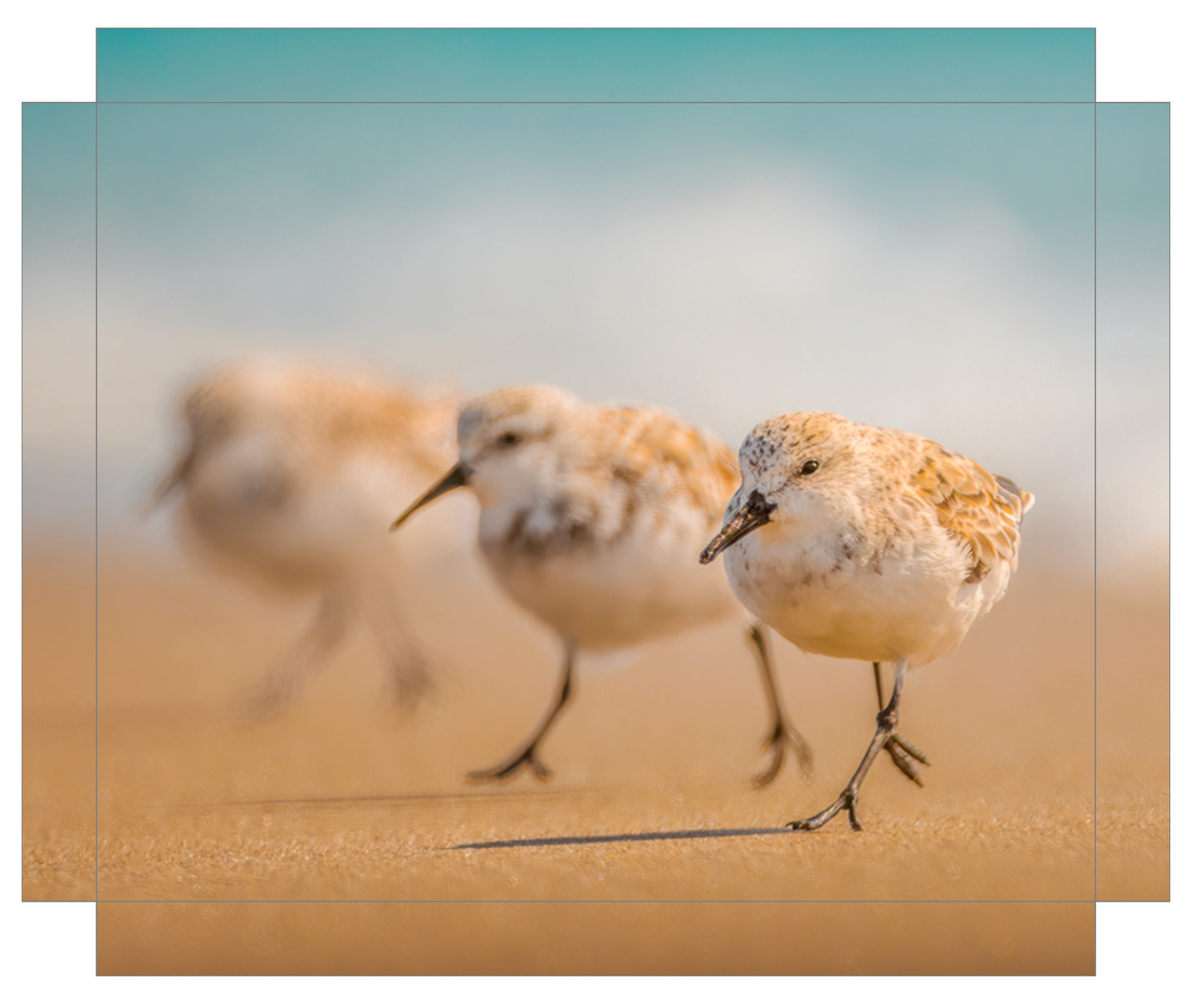 'The Sanderlings'