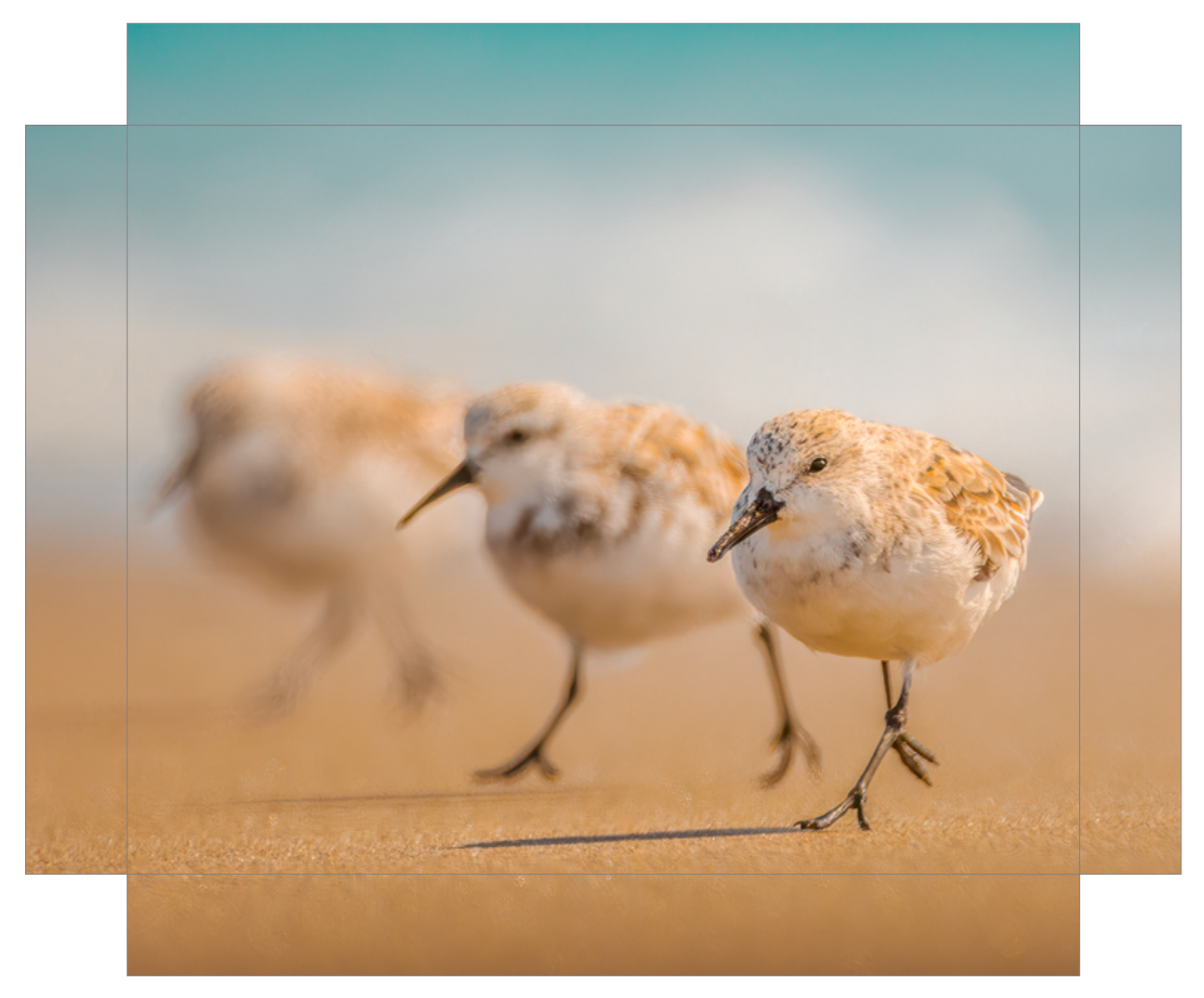 'The Sanderlings'