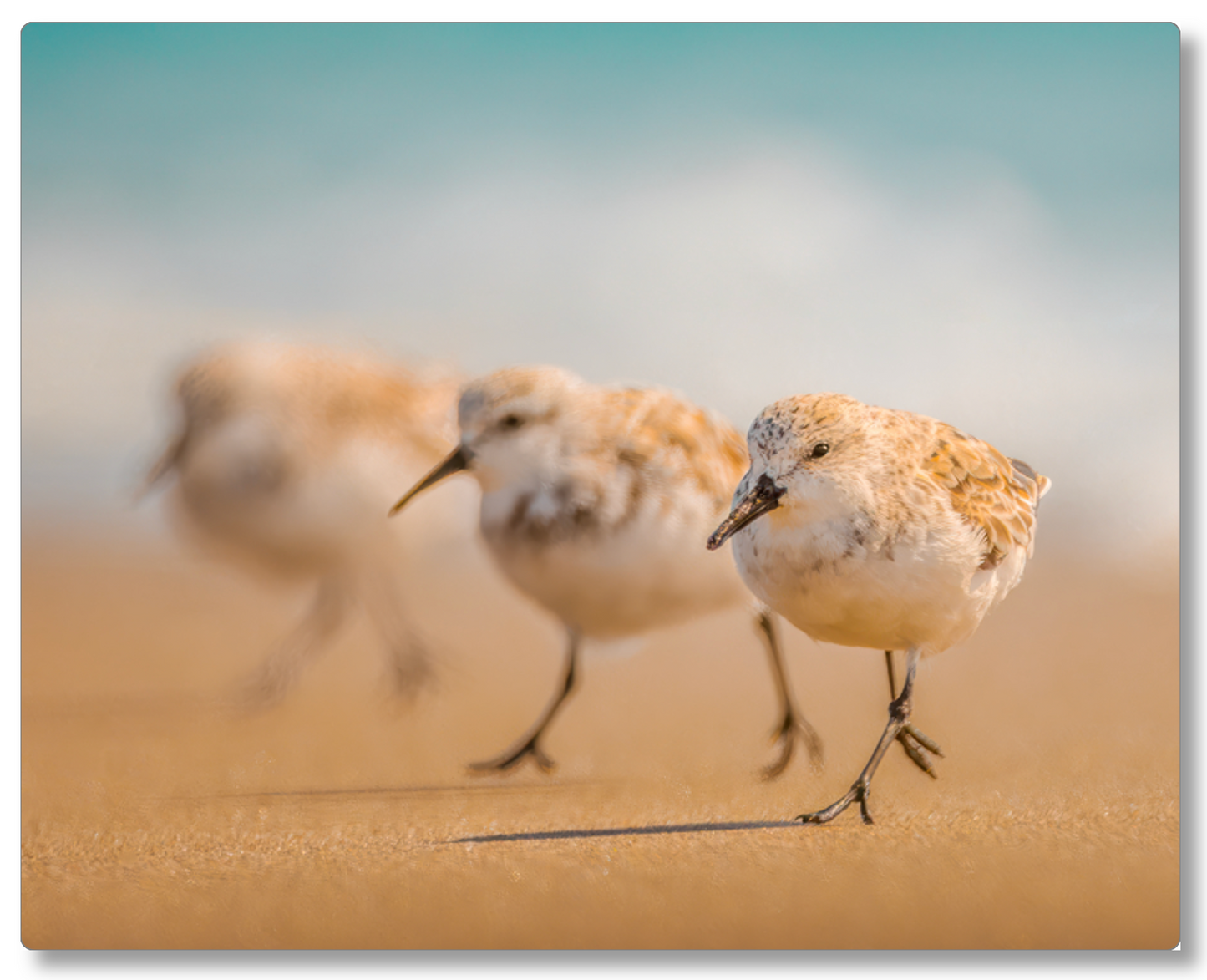 "The Sanderlings"