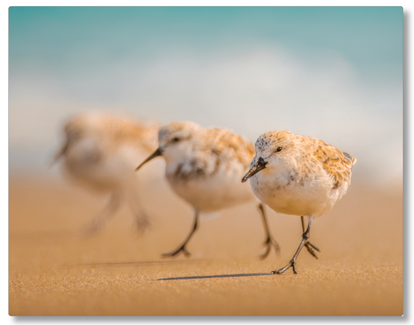 "The Sanderlings"