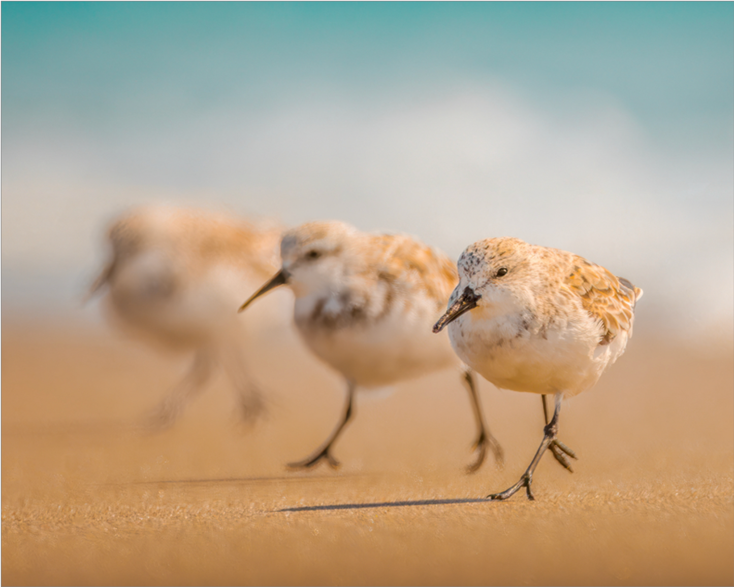 "The Sanderlings"