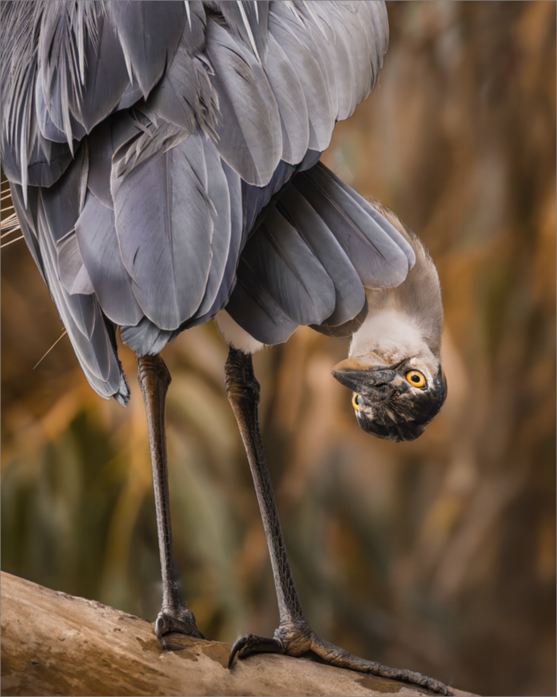 'Upside Down Lookout'